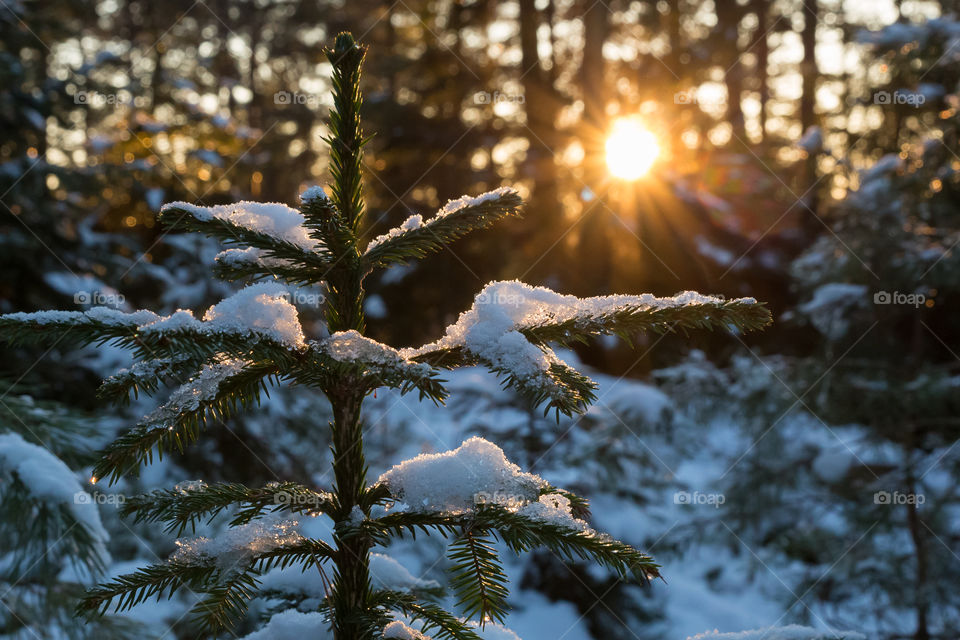 Sun shining on snow covered fir in the woods at winter
