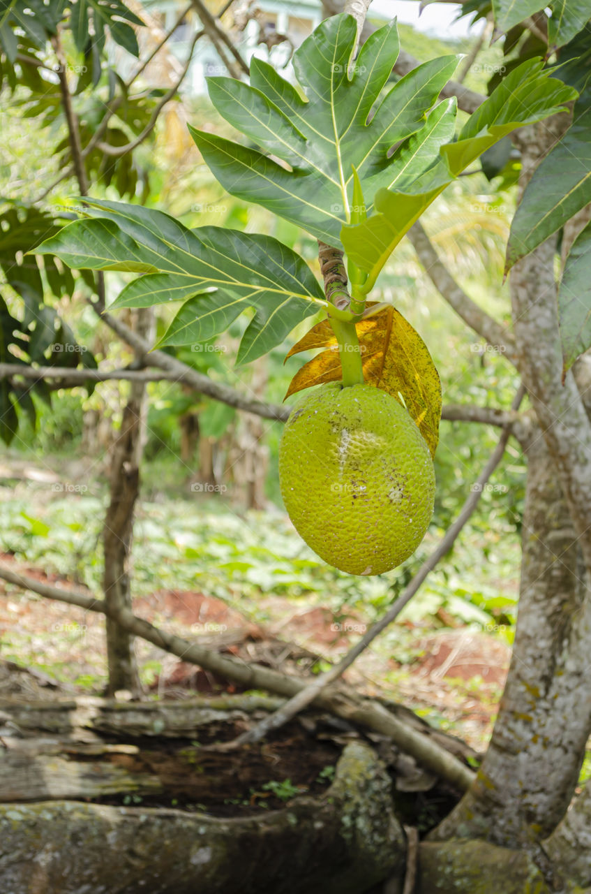 Breadfruit On Tree