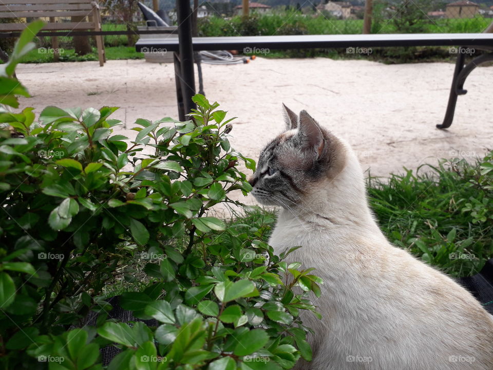 my cat in the garden