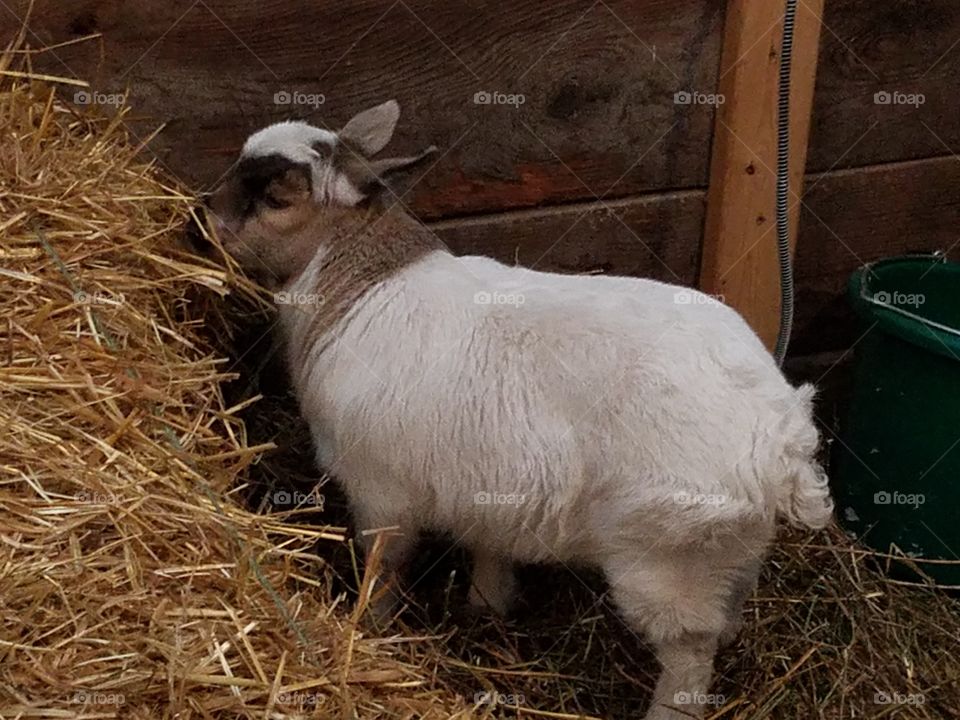 Holly the goat