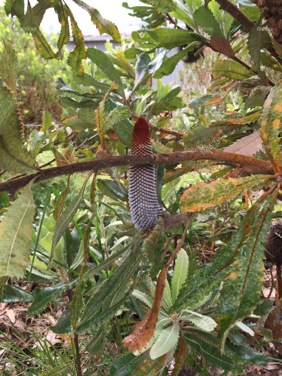 Velvety cone like flower of banksia tree