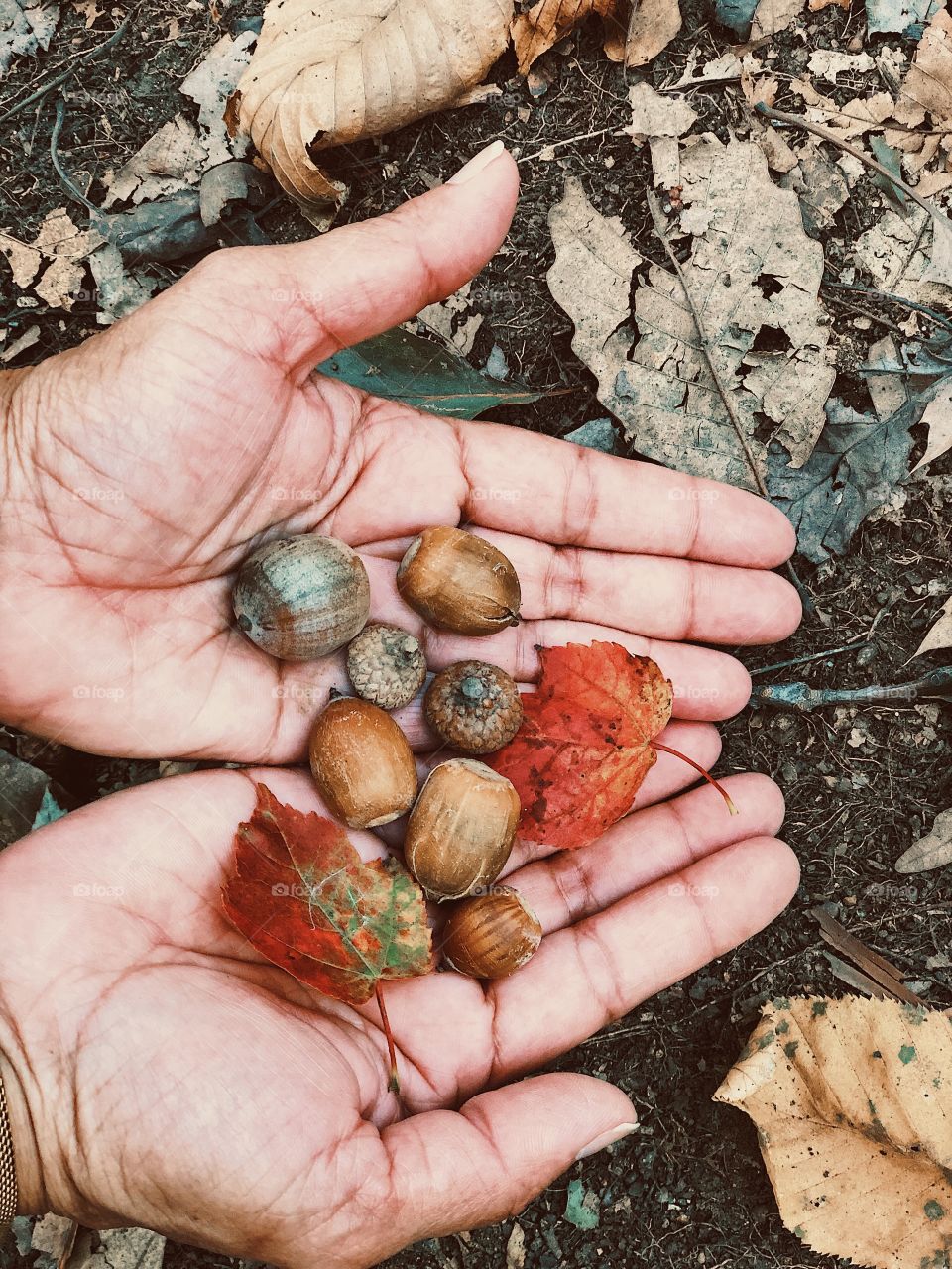 Woman Holding Acorns And Fall Leaves, Woman In The Forest, First Signs Of Autumn, Outstretched Palms With Autumn Objects, Education In The Forest, In The Woods, Colorful Items In The Woods 