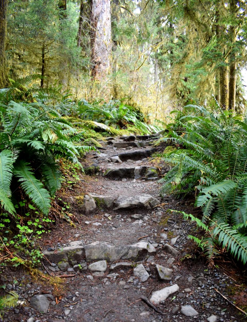 Follow the steps into the forest.
