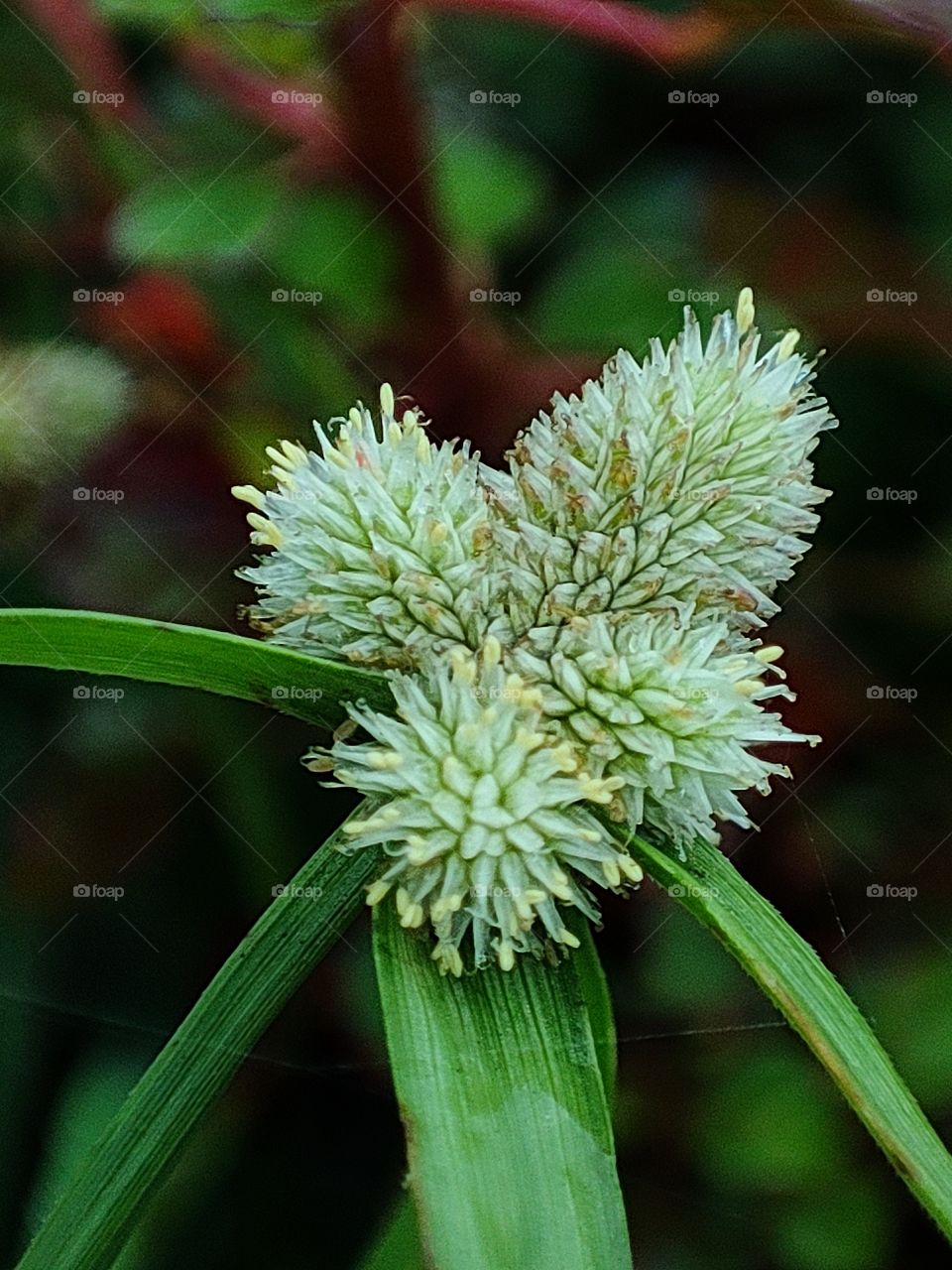 Whitehead Spike Sedge, White Kyllinga