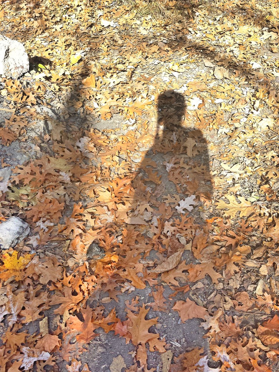 autumn shadow