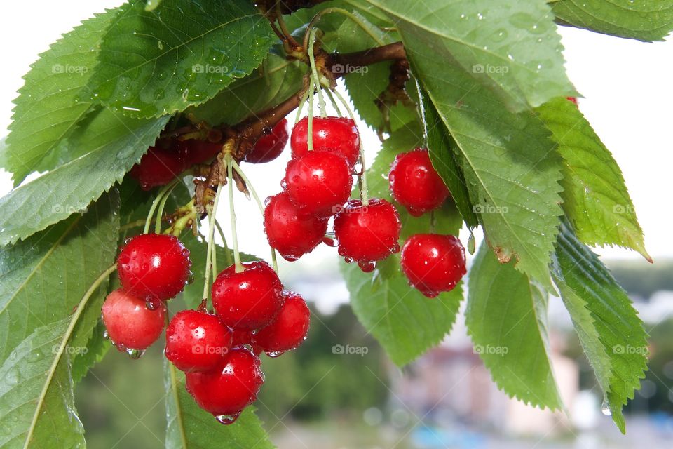 Red cherries in rain