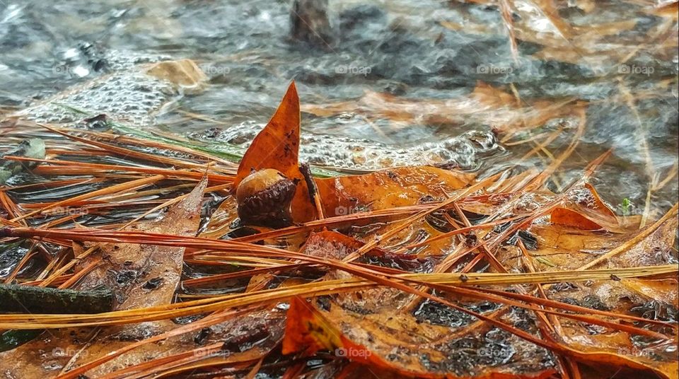 Wet Acorn