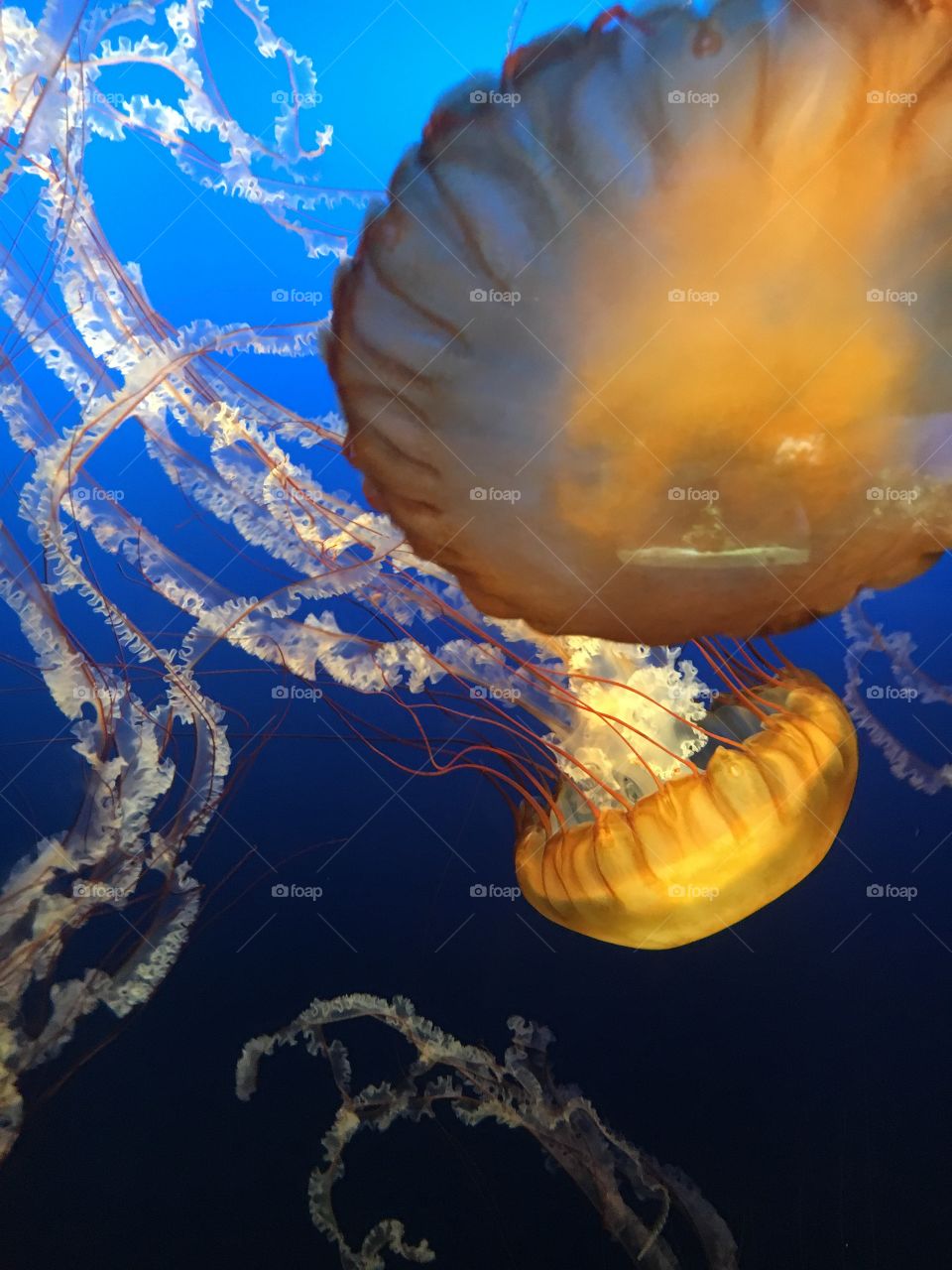 Jellyfish frenzy