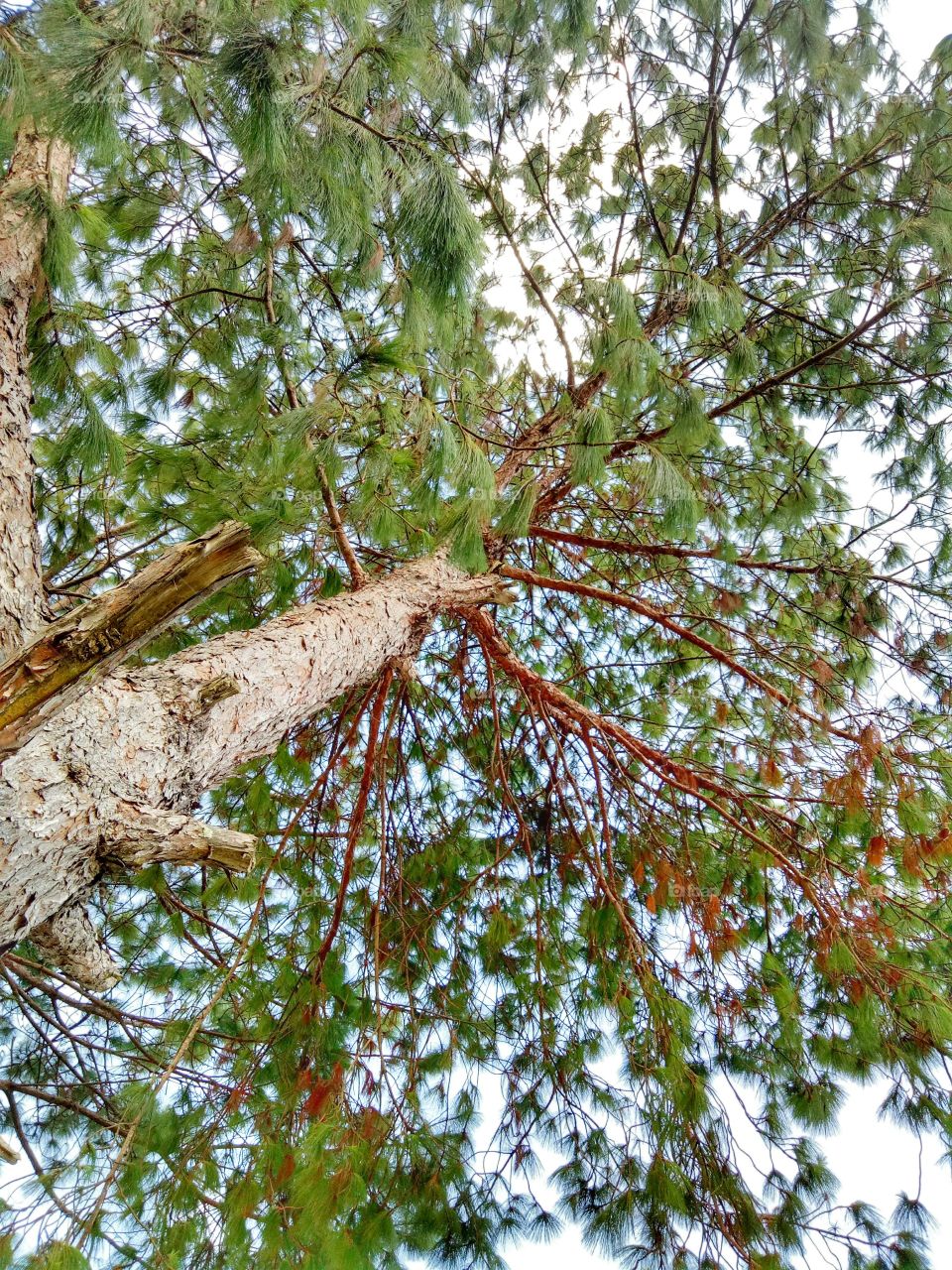 nature lover 💚💚💚