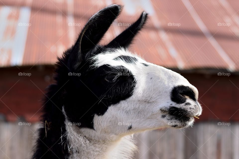 llama