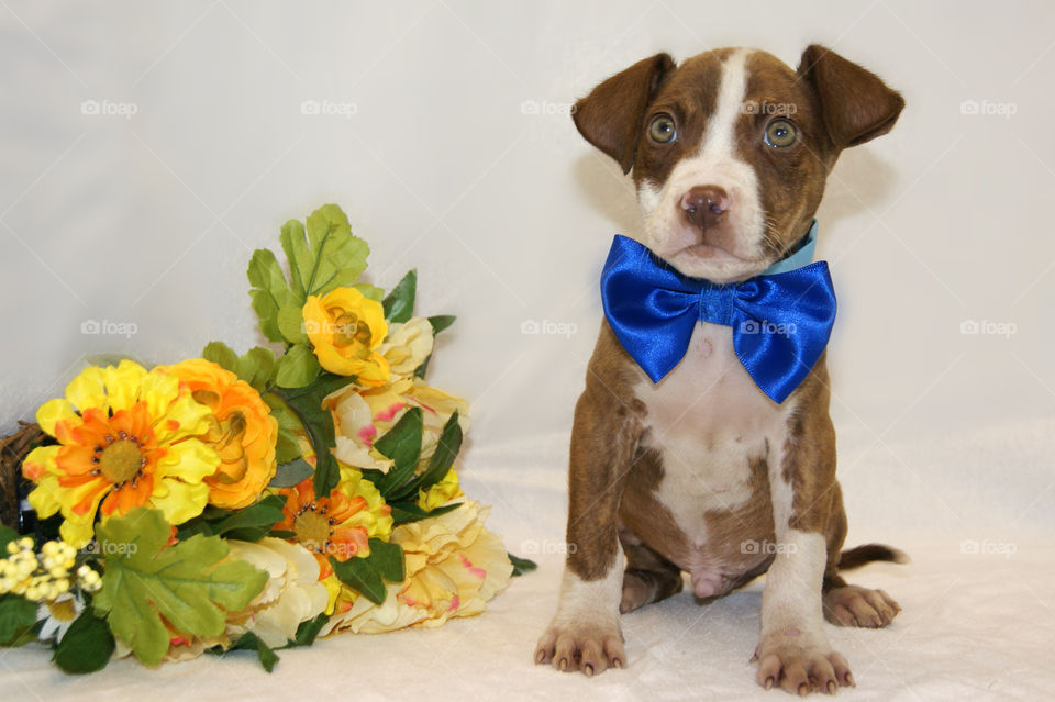 Puppy at an animal shelter!! I help out there by taking animals pictures for the shelters website. 