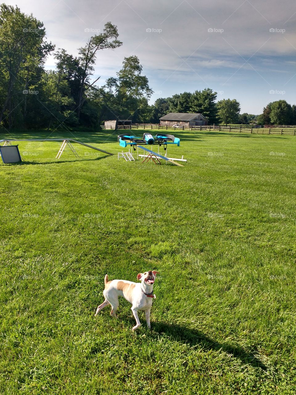 dog barking at a drone in the backyard