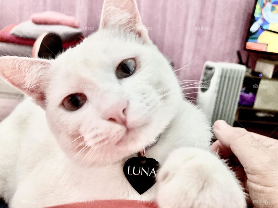 Luna the cat decided to take a selfie.  Her attempt was a disaster… but it was worth the fun! / A gatinha Luna resolveu tirar uma selfie. Foi um desastre a sua tentativa… mas valeu pela brincadeira!