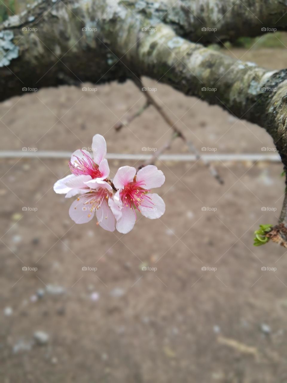 Peach flowers