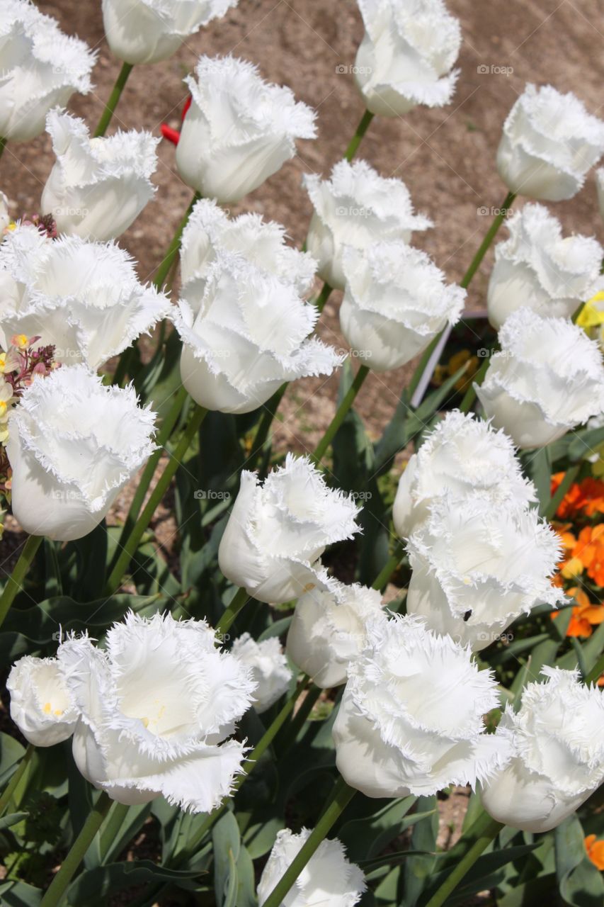 White Tulips 