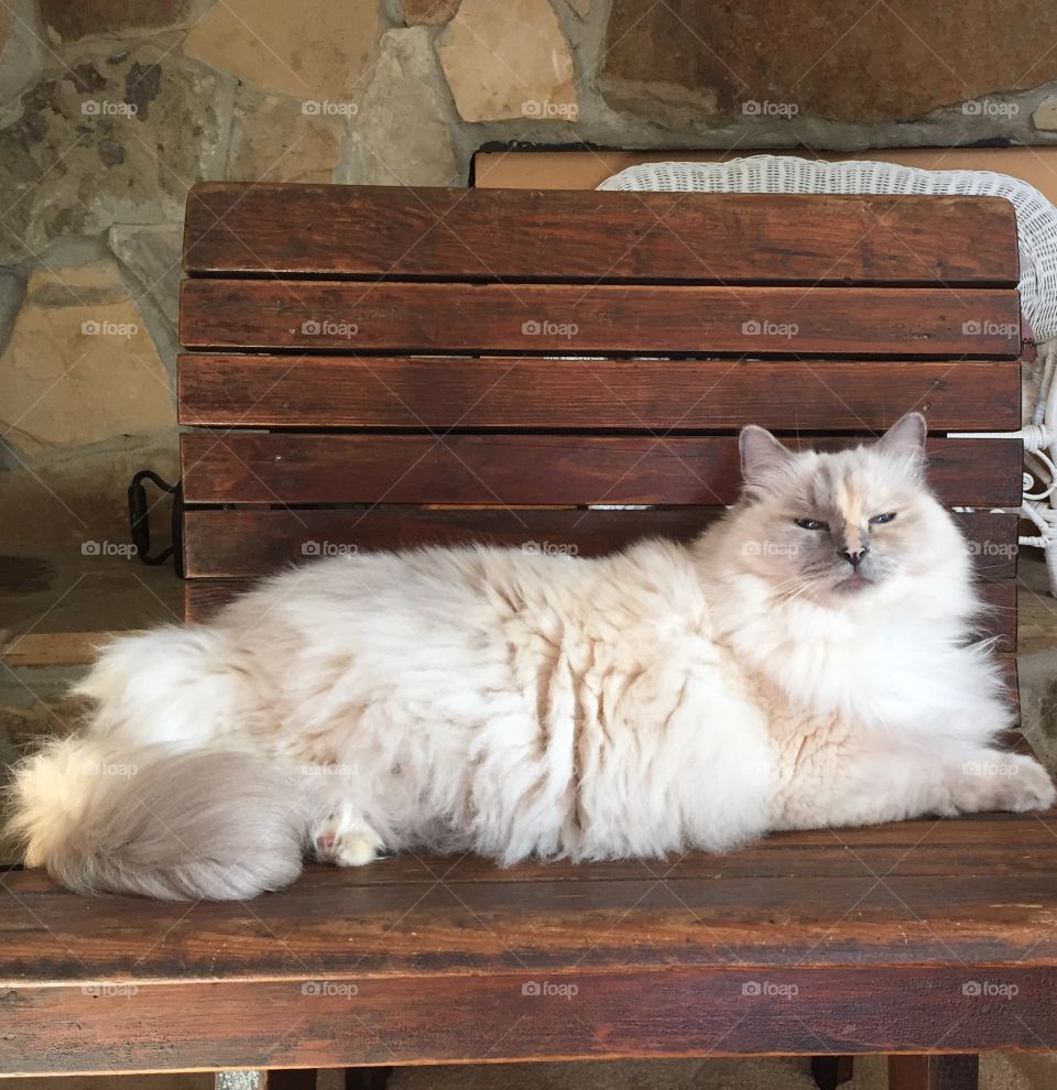 White cat lying on wooden bench
