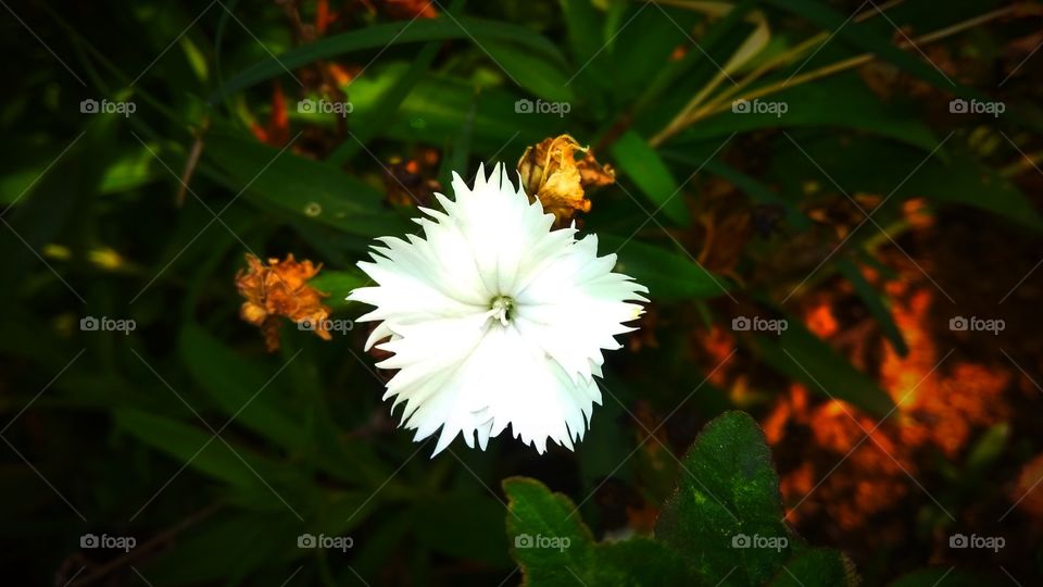 star created by nature, fall in love with