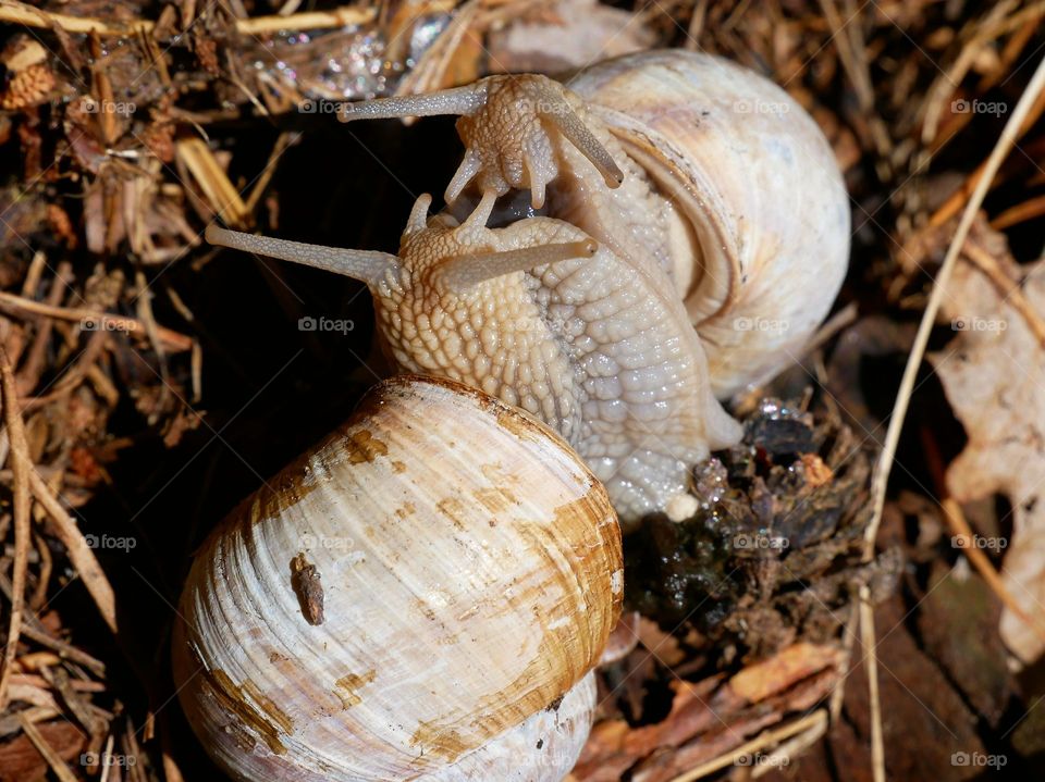 Schnecken