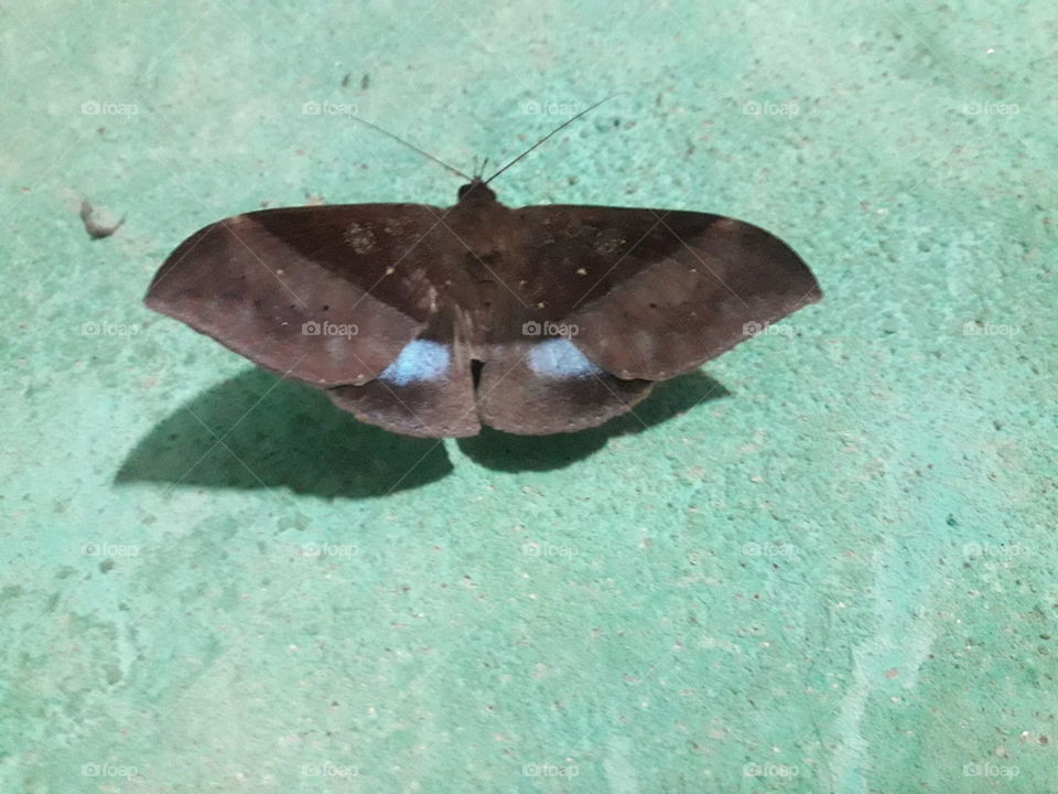 Dark brown colour butterfly on wall