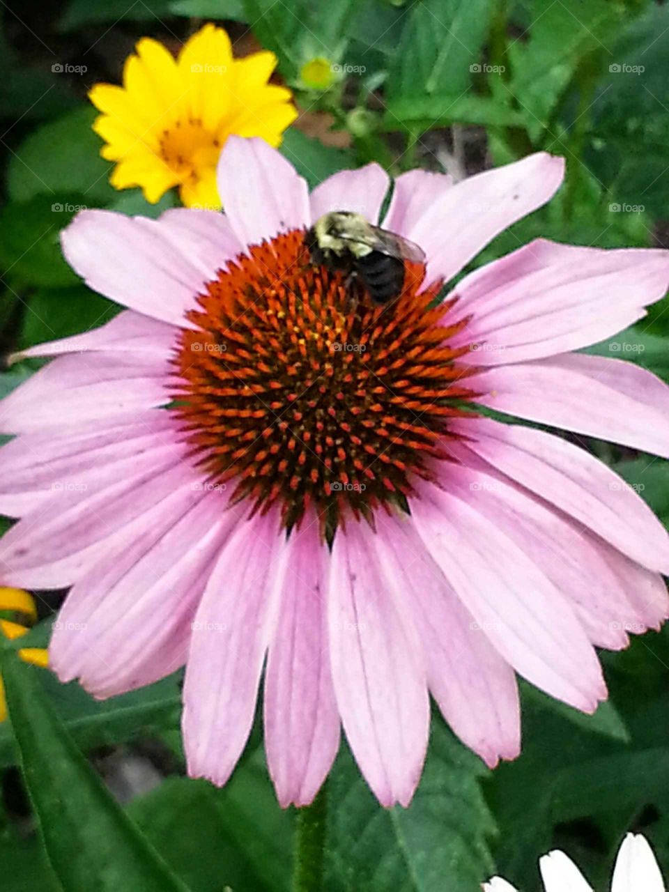 Purple Coneflower