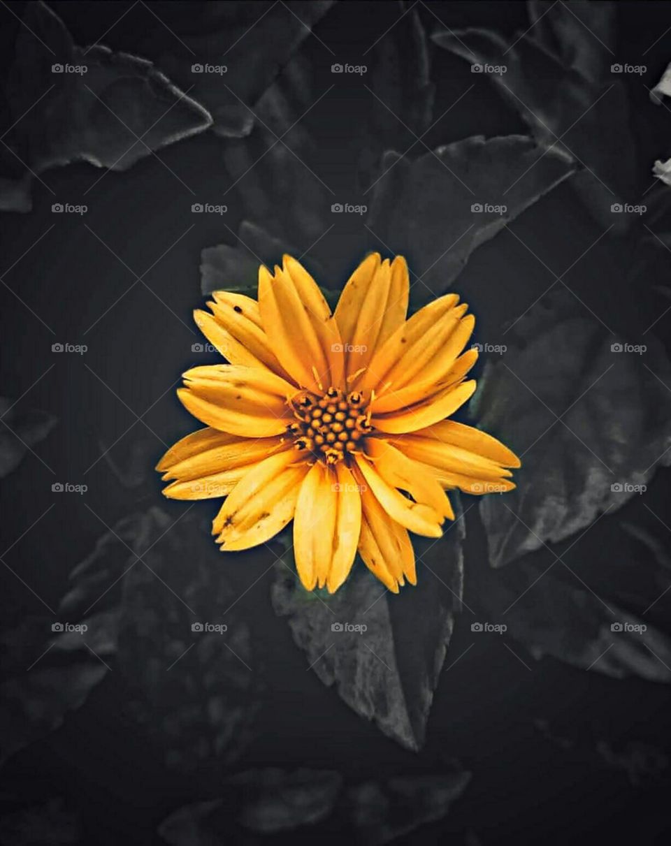 Yellow Flower