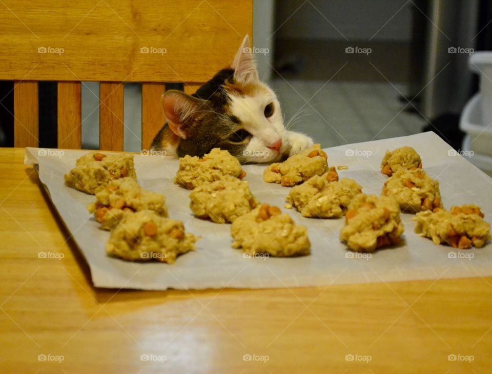 When A Cat Takes A Cookie 