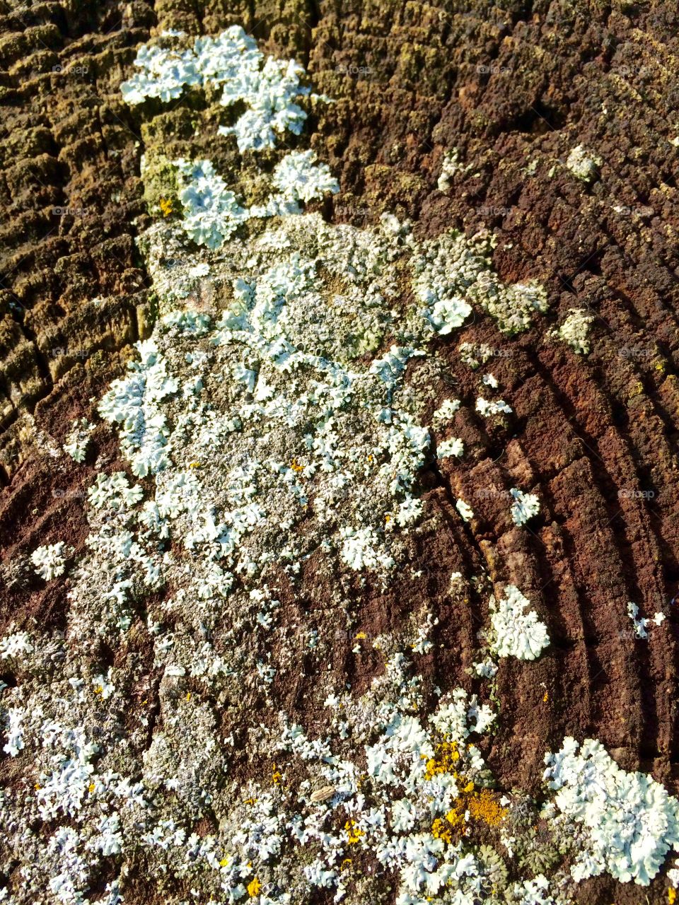 Nature Progressing On A Fence Post