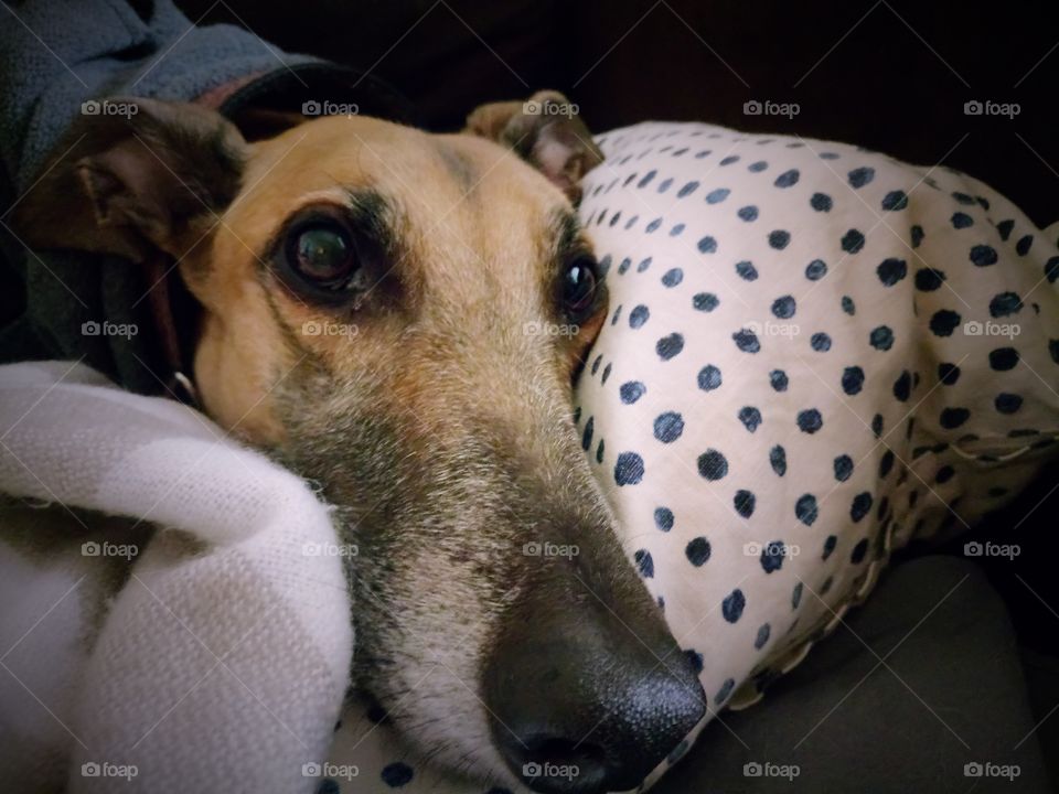Cute Greyhound with eyes that melt you