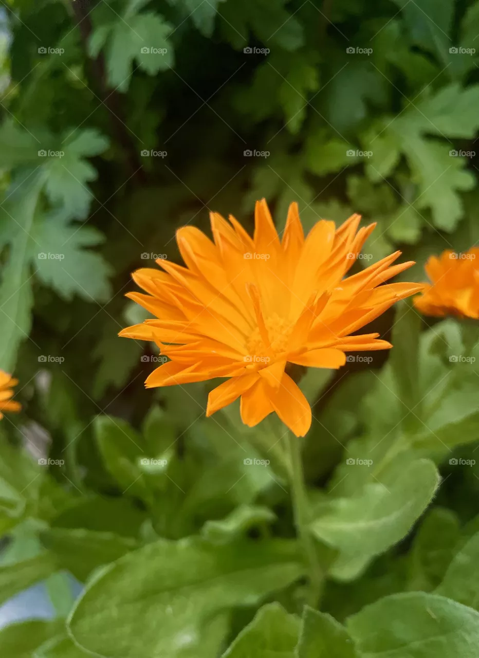 Beautiful bloom 