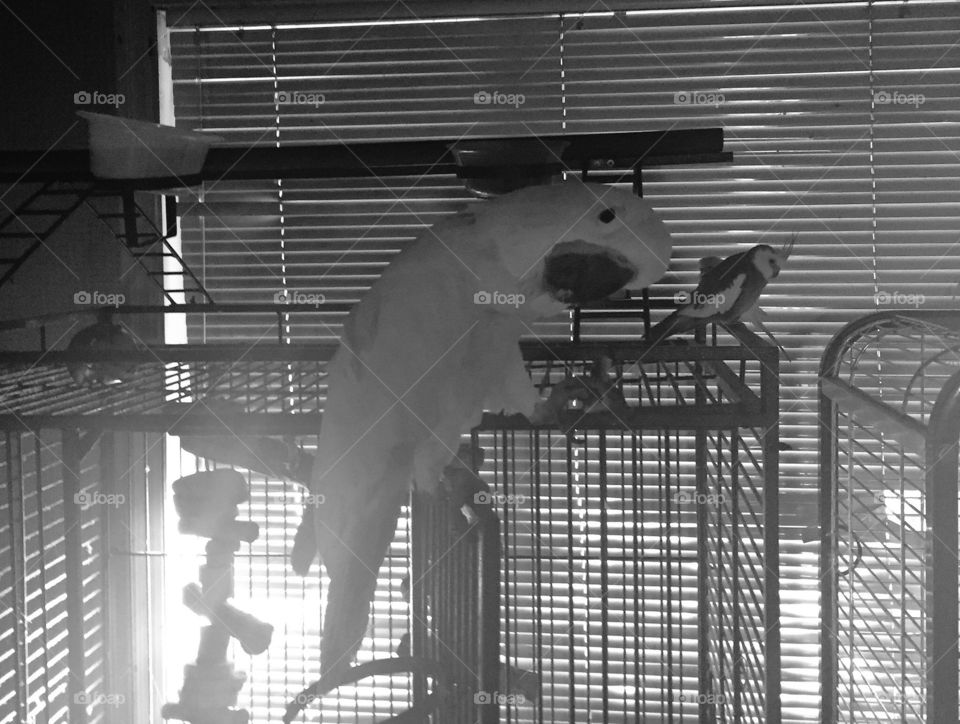 Lavie the Cockatoo - companion 