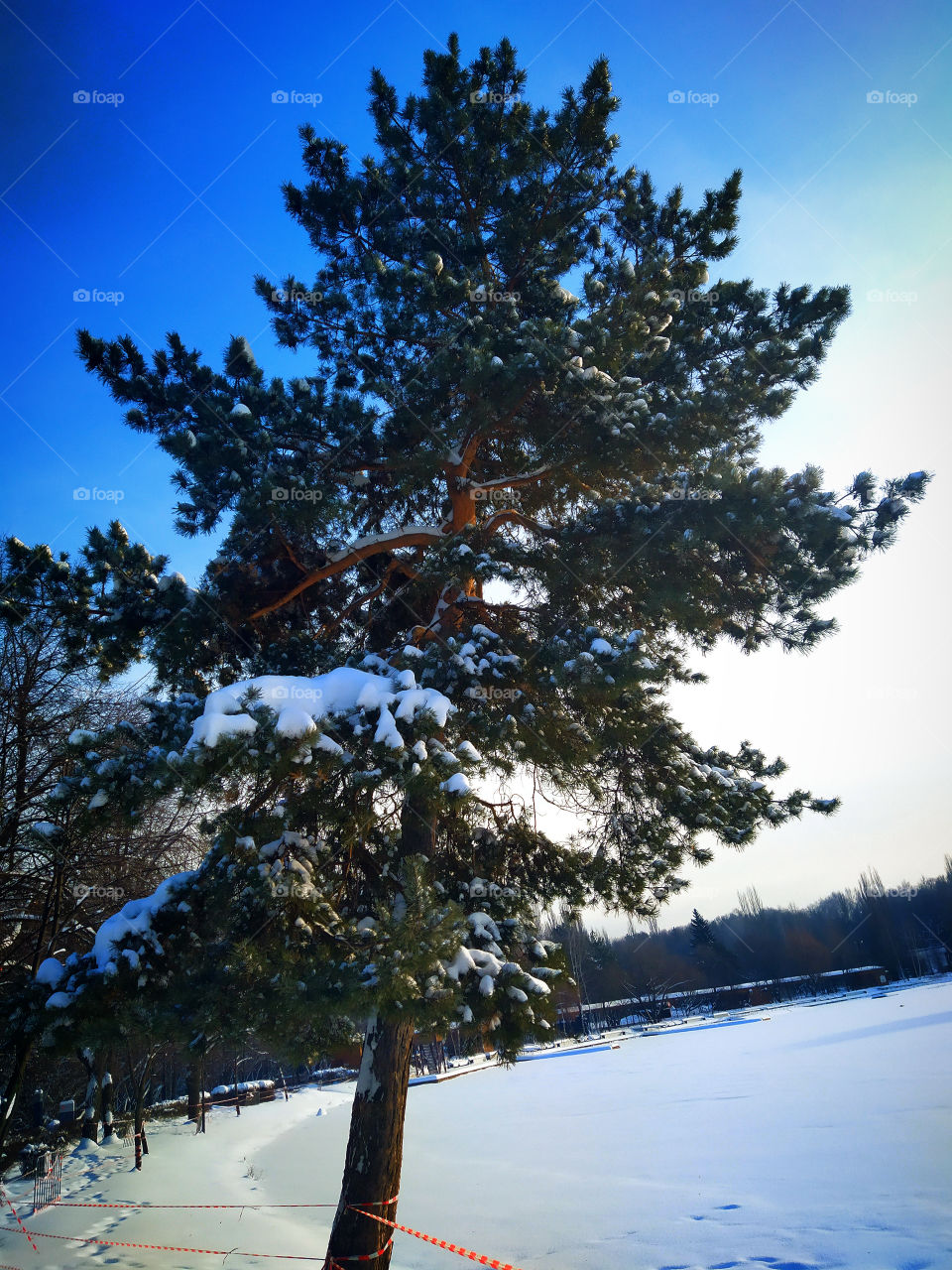 Lonely spruce in the snow near a frozen reservoir
