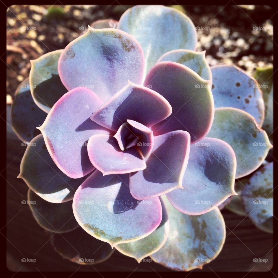 Spring Succulent