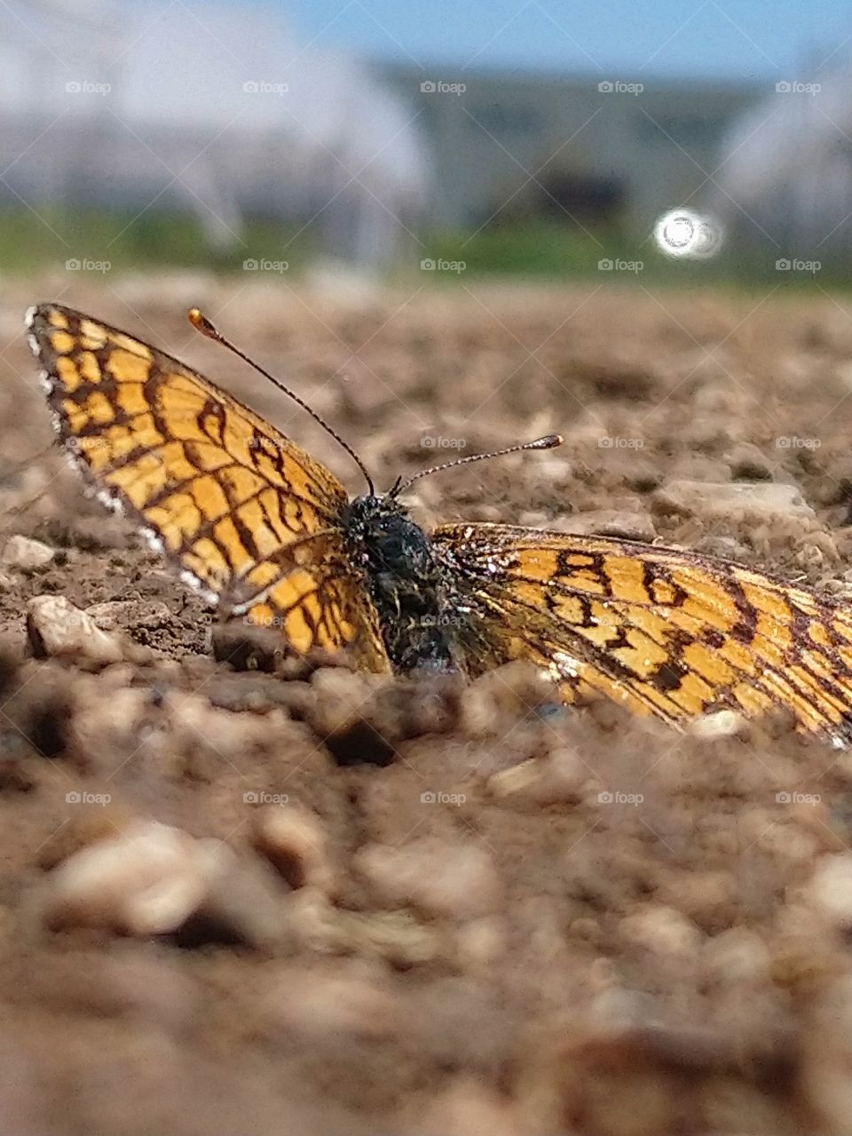 Butterfly on the road