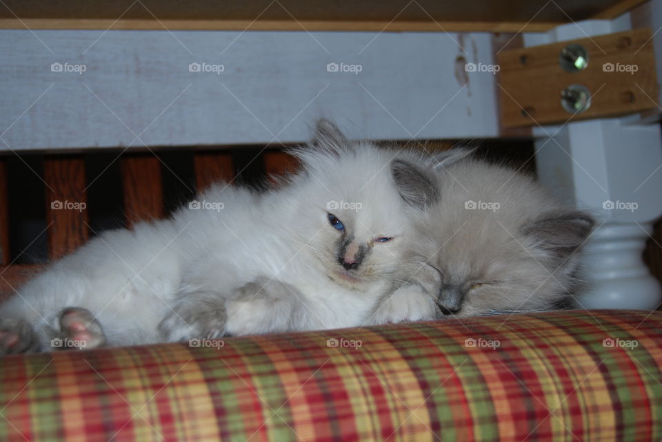 Ragdoll cats