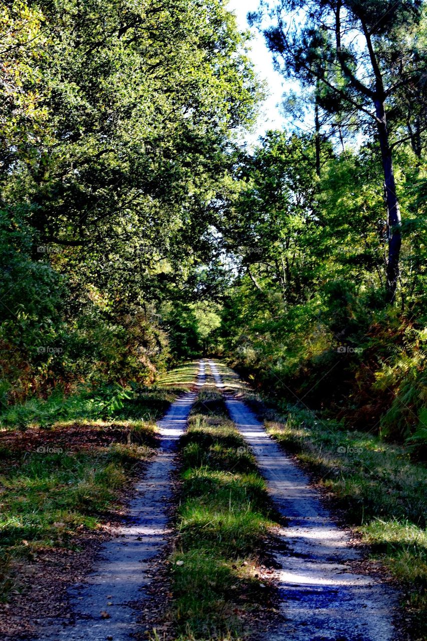 Chemin en forêt