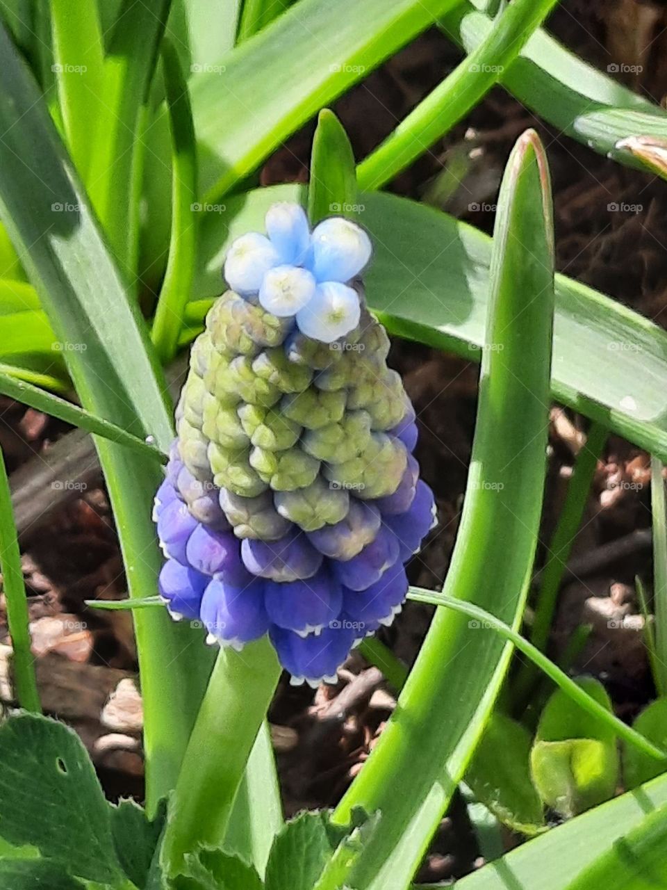 ticolor muscari flower bud