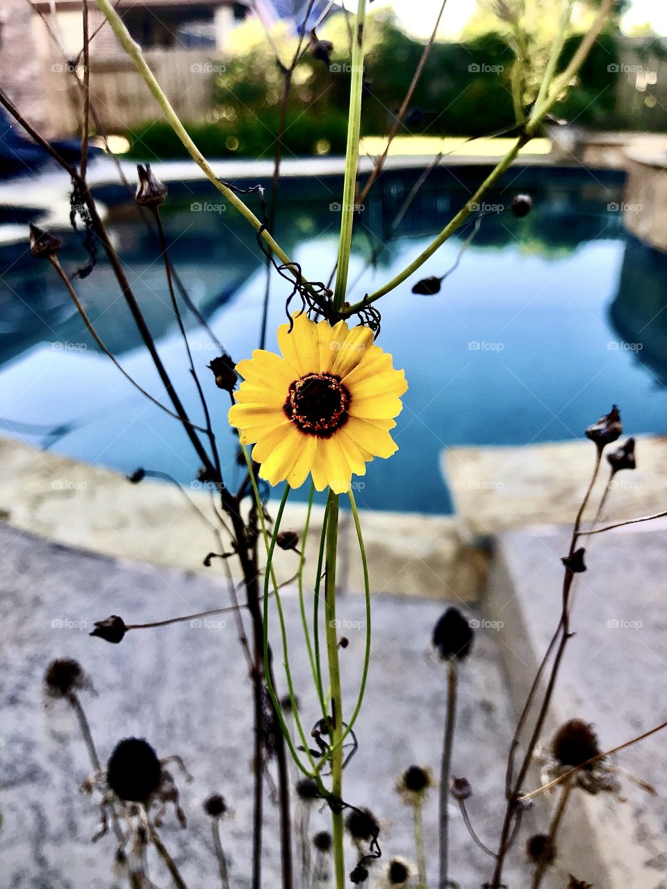 Lonely yellow flower holding its own at the end of Summer.