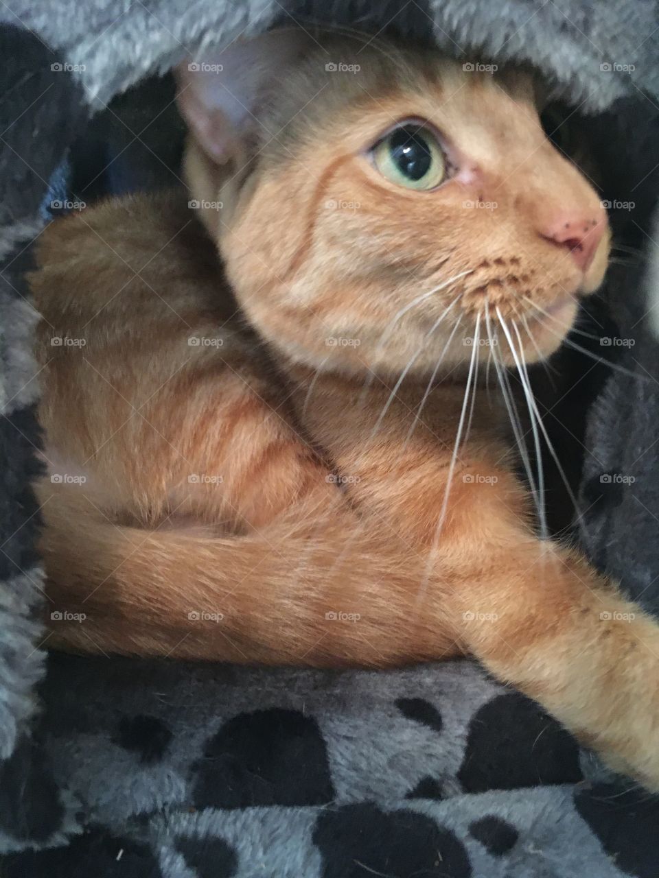 Adorable ginger kitty 🐱