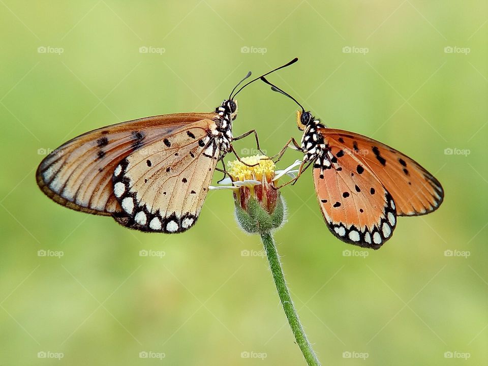 Two butterflies on the flower in macroshot, nature, animals, insects, spring, beauty in nature, macro, zoomed in, closeup