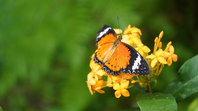 Happiness is like a butterfly: the more you chase it, the more it will elude you, but if you turn your attention to other things, it will come and sit softly on your shoulder.
-J. Richard Lessor