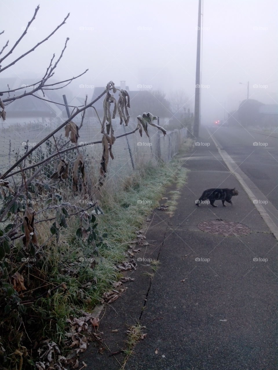chat dans le brouillard