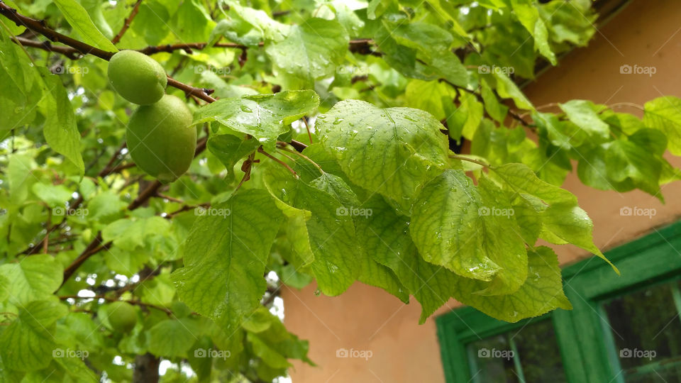 Green apricot branch with ripening fruits