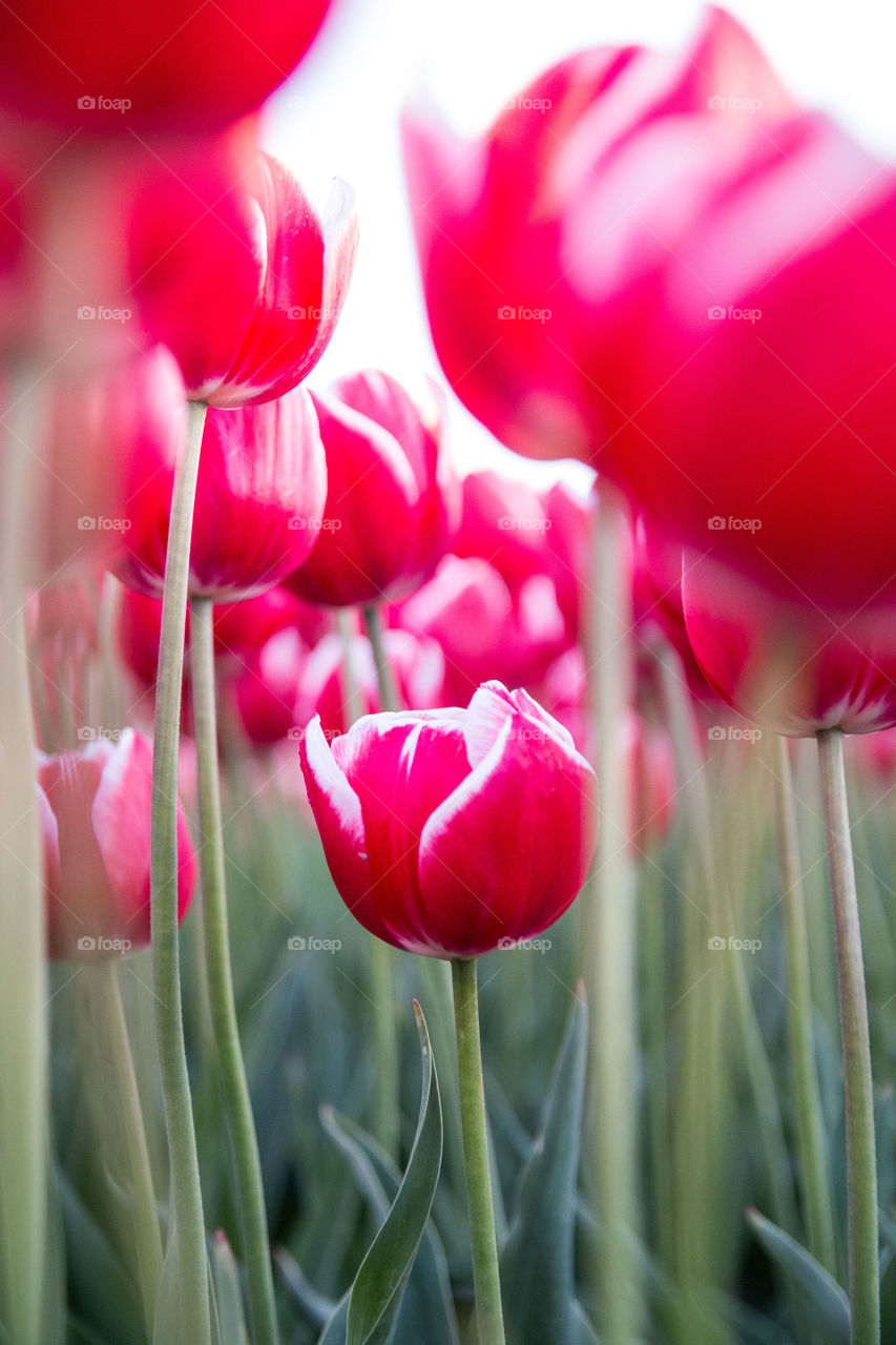 Perfect tulip