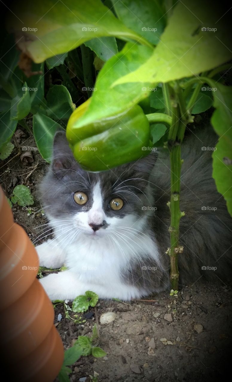 Playing in the Garden