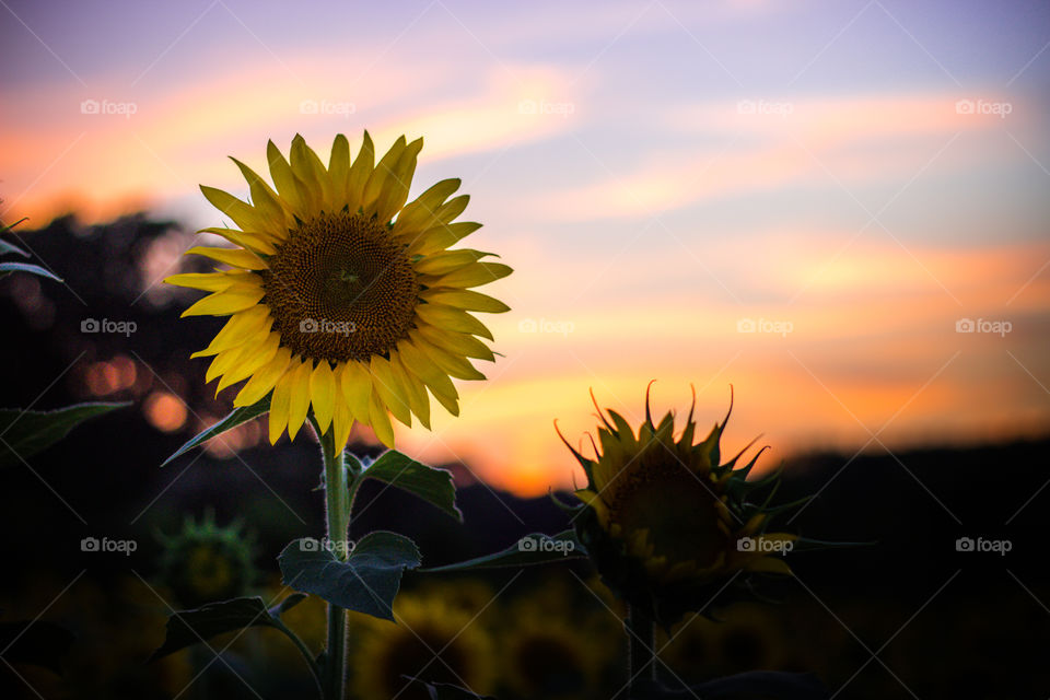 sunsets and sunflowers