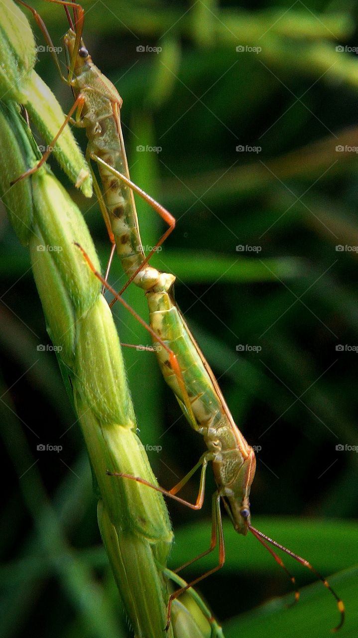 Grasshopper, Insect, Mantis, Invertebrate, Antenna