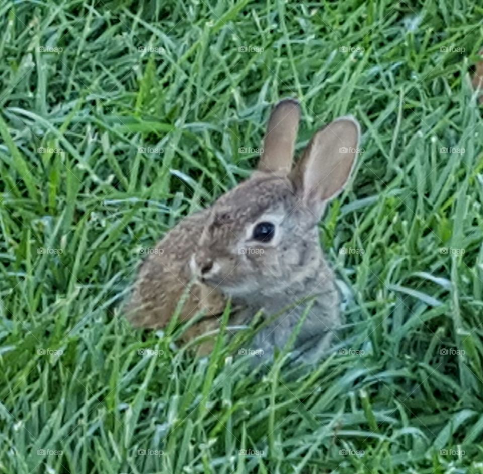Baby Bunny in the Grass. little bunny lives un the back yard