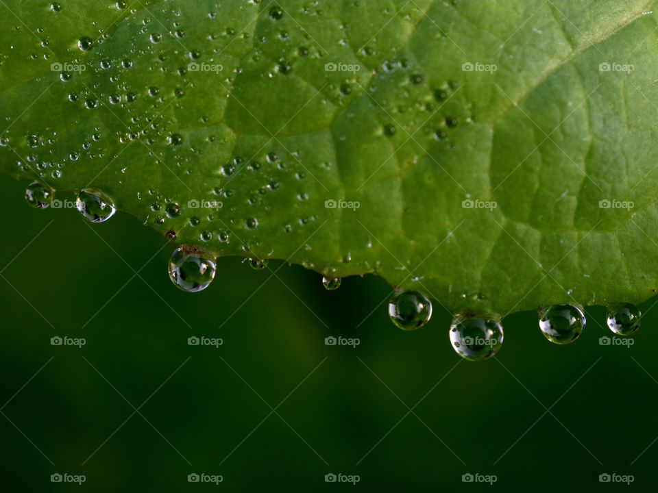 nature in drops of dew