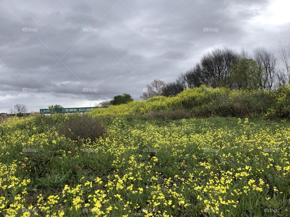 Los flores floración 