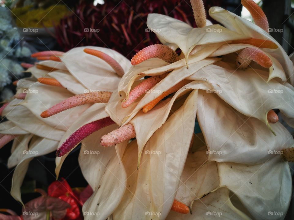 White anthurium